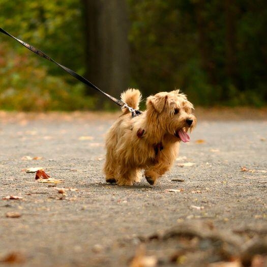 Norwich terrier best sale norfolk terrier